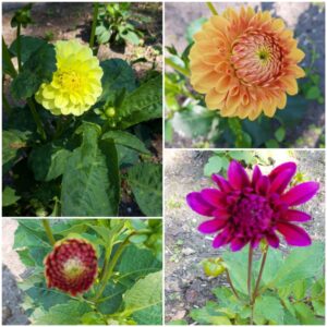 dahlia’s pluktuyin , Wilma
